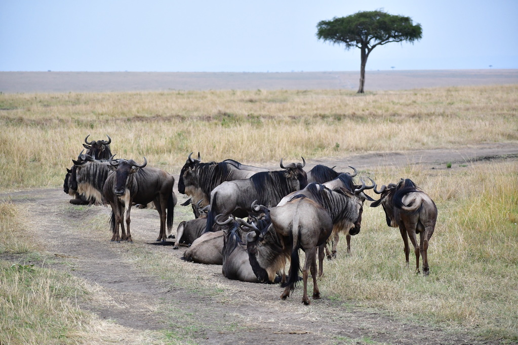 Masai Mara Nat. Reserve